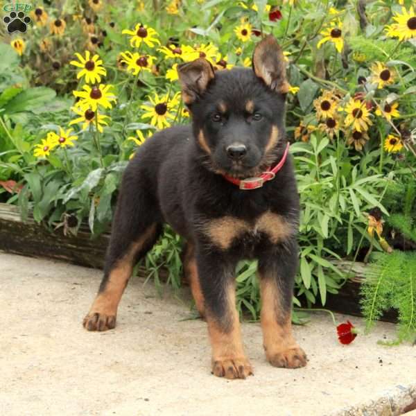 Violet, German Shepherd Puppy