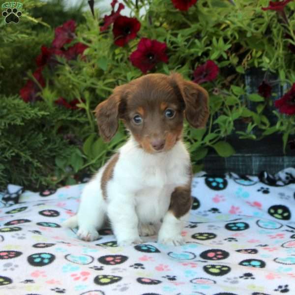 Violet, Dachshund Puppy