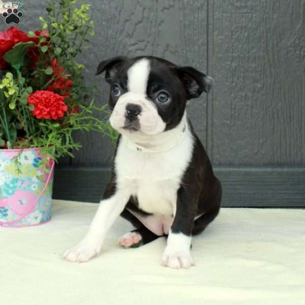 Violet, Boston Terrier Puppy