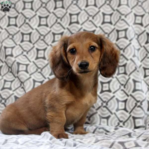 Violet, Dachshund Puppy