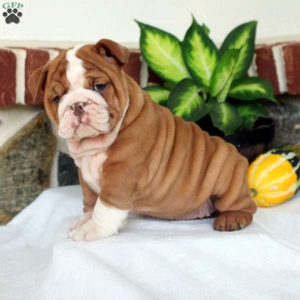 Violet, English Bulldog Puppy