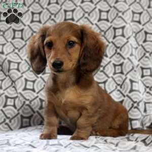 Violet, Dachshund Puppy
