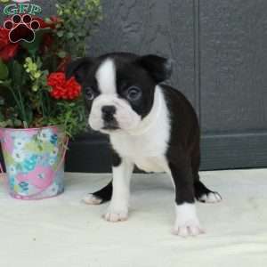 Violet, Boston Terrier Puppy