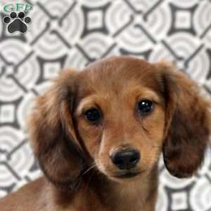 Violet, Dachshund Puppy