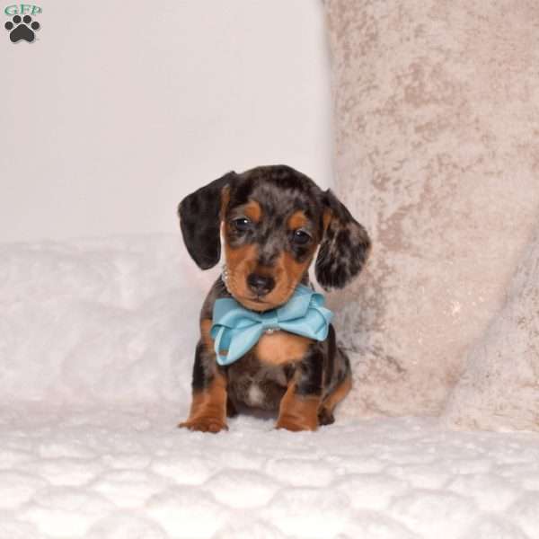 Viper-Mini, Dachshund Puppy