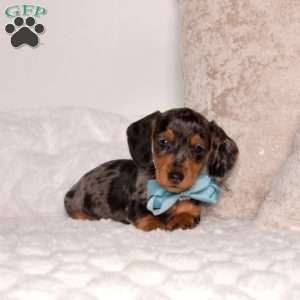 Viper-Mini, Dachshund Puppy