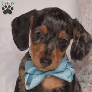 Viper-Mini, Dachshund Puppy