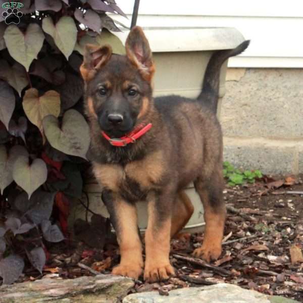 Vivian, German Shepherd Puppy