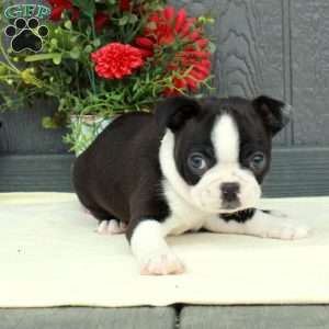 Violet, Boston Terrier Puppy