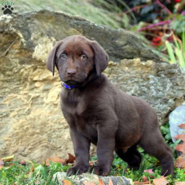 Wade, Chocolate Labrador Retriever Puppy