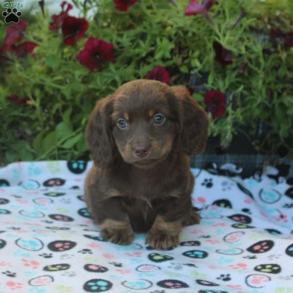 Wade, Dachshund Puppy