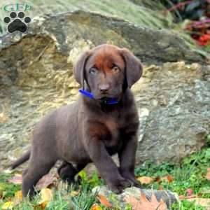 Wade, Chocolate Labrador Retriever Puppy