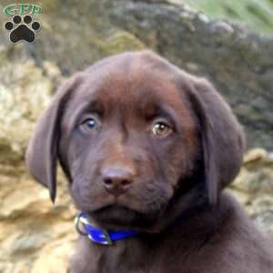 Wade, Chocolate Labrador Retriever Puppy