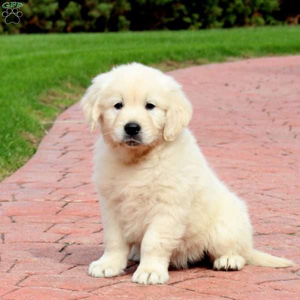 Waffles, English Cream Golden Retriever Puppy