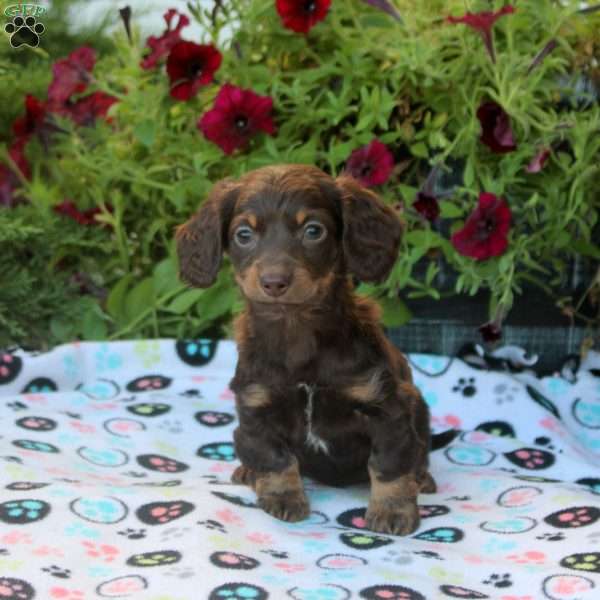 Wanda, Dachshund Puppy