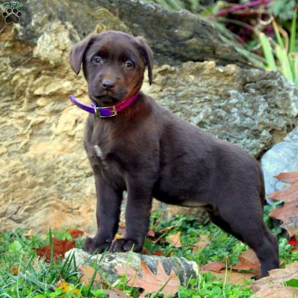 Wanda, Chocolate Labrador Retriever Puppy