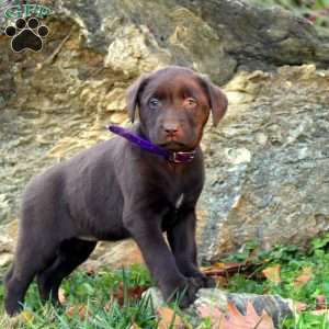Wanda, Chocolate Labrador Retriever Puppy