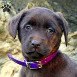 Wanda, Chocolate Labrador Retriever Puppy