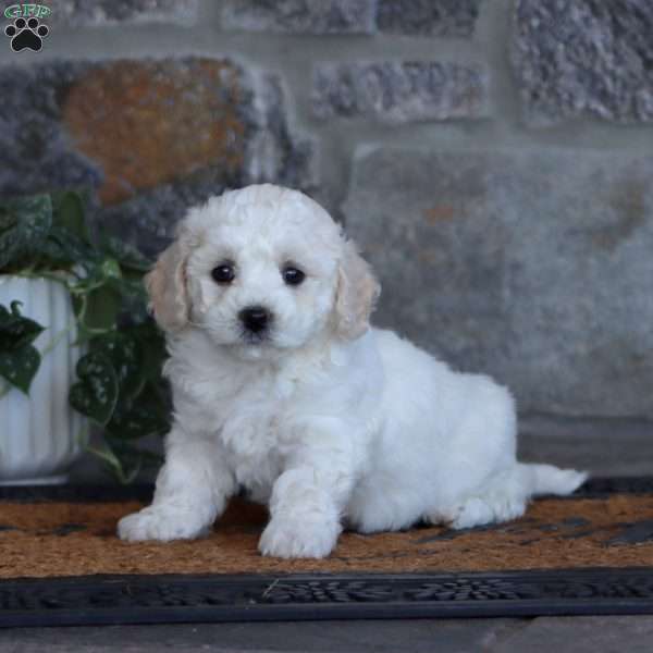 Wanda, Bichon Frise Puppy