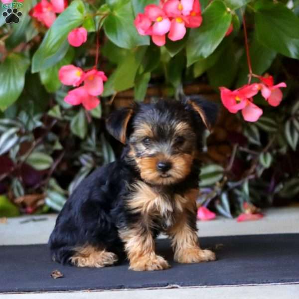 Wanda, Yorkie Puppy