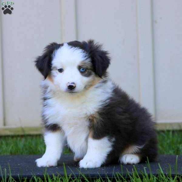 Wanda, Miniature Australian Shepherd Puppy