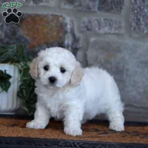 Wanda, Bichon Frise Puppy
