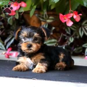 Wanda, Yorkie Puppy