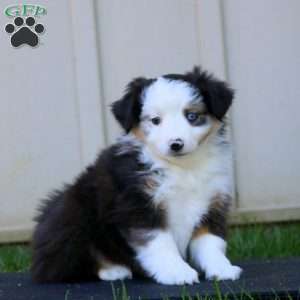 Wanda, Miniature Australian Shepherd Puppy