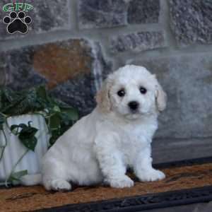 Wanda, Bichon Frise Puppy
