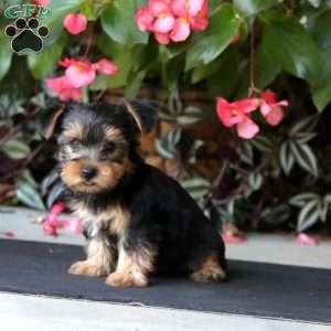 Wanda, Yorkie Puppy