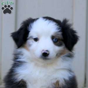Wanda, Miniature Australian Shepherd Puppy