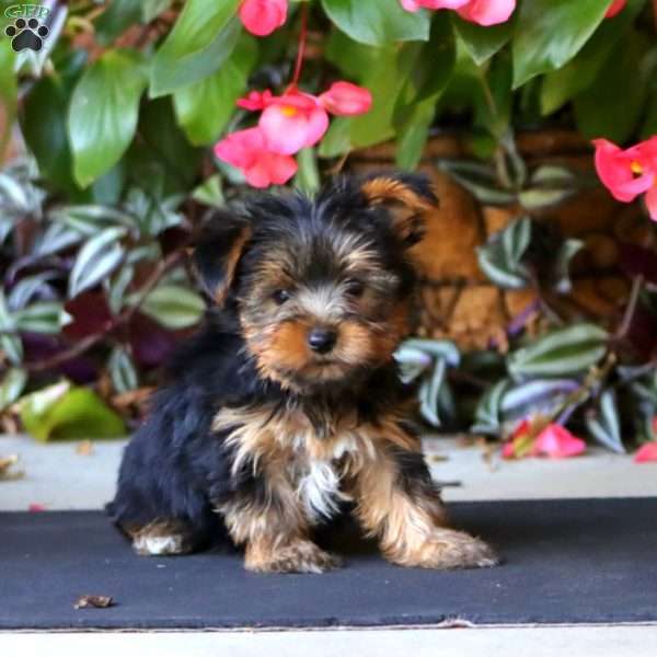 Watson, Yorkie Puppy