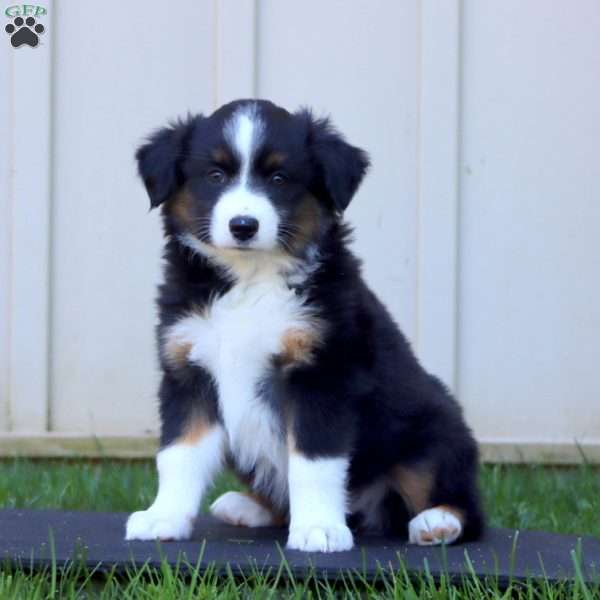 Watson, Miniature Australian Shepherd Puppy