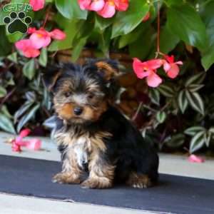 Watson, Yorkie Puppy