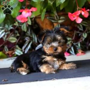Watson, Yorkie Puppy