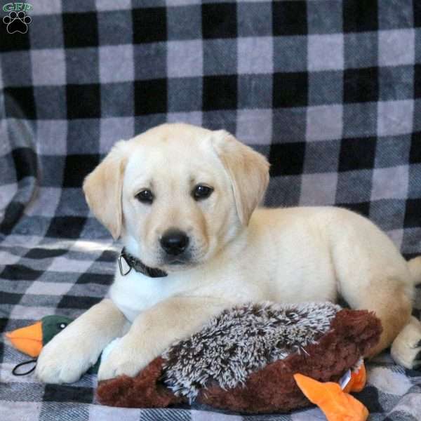 Waylon, Yellow Labrador Retriever Puppy