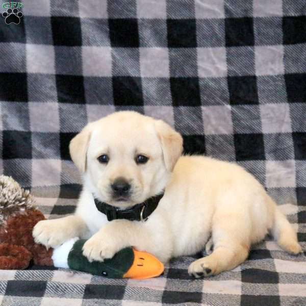 Waylon, Yellow Labrador Retriever Puppy