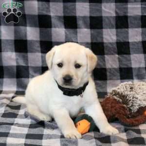 Waylon, Yellow Labrador Retriever Puppy