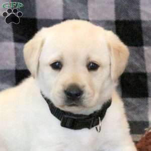 Waylon, Yellow Labrador Retriever Puppy