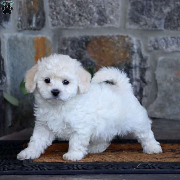 Wendy, Bichon Frise Puppy