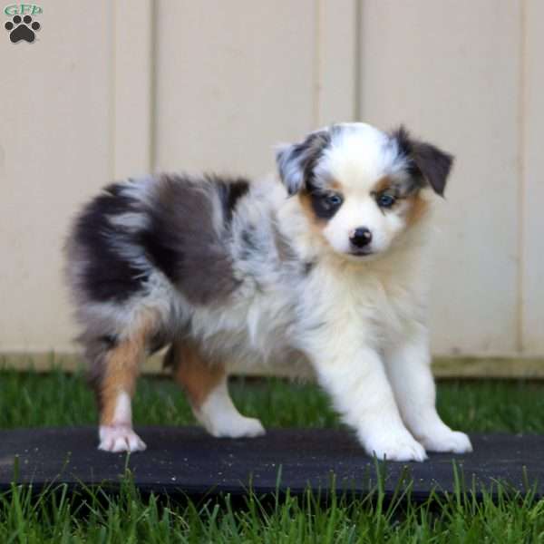 Wendy, Miniature Australian Shepherd Puppy