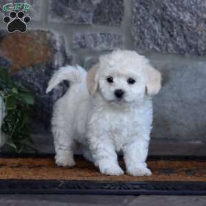 Wendy, Bichon Frise Puppy