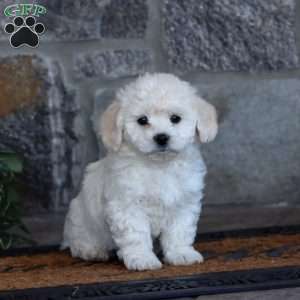 Wendy, Bichon Frise Puppy