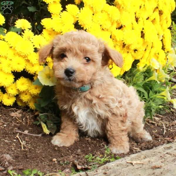 Wiley, Bich-Poo Puppy