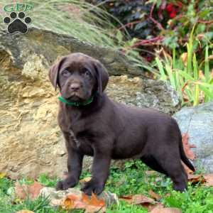 Wesley, Chocolate Labrador Retriever Puppy