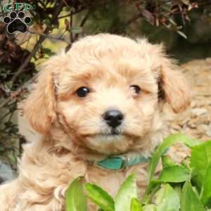 Wiley, Bich-Poo Puppy