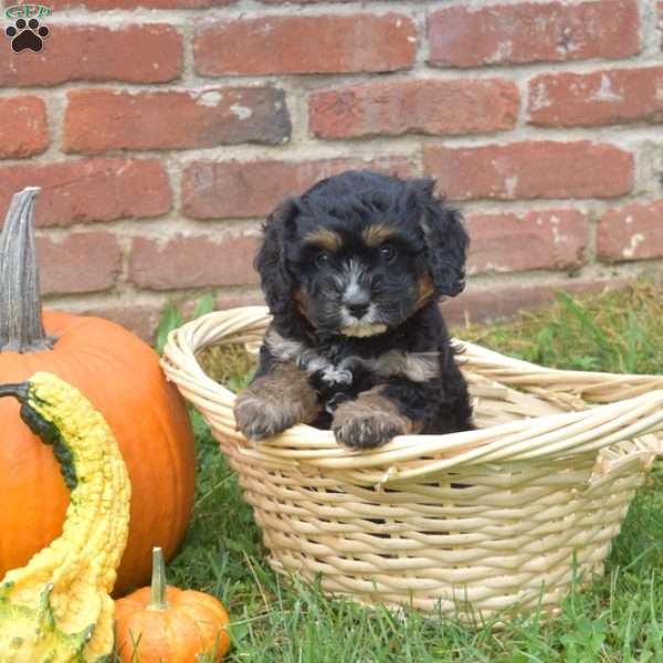 Wilbur, Cavapoo Puppy