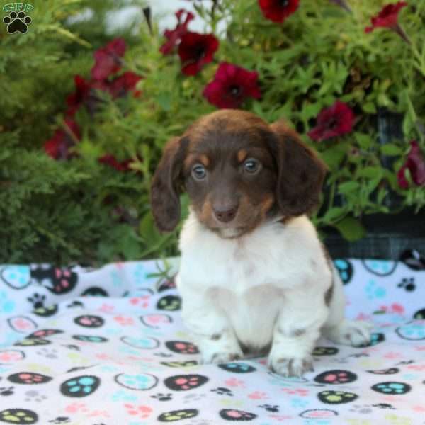 Will, Dachshund Puppy