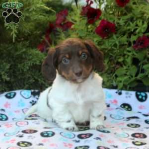 Will, Dachshund Puppy