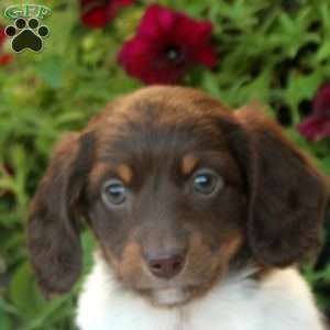 Will, Dachshund Puppy